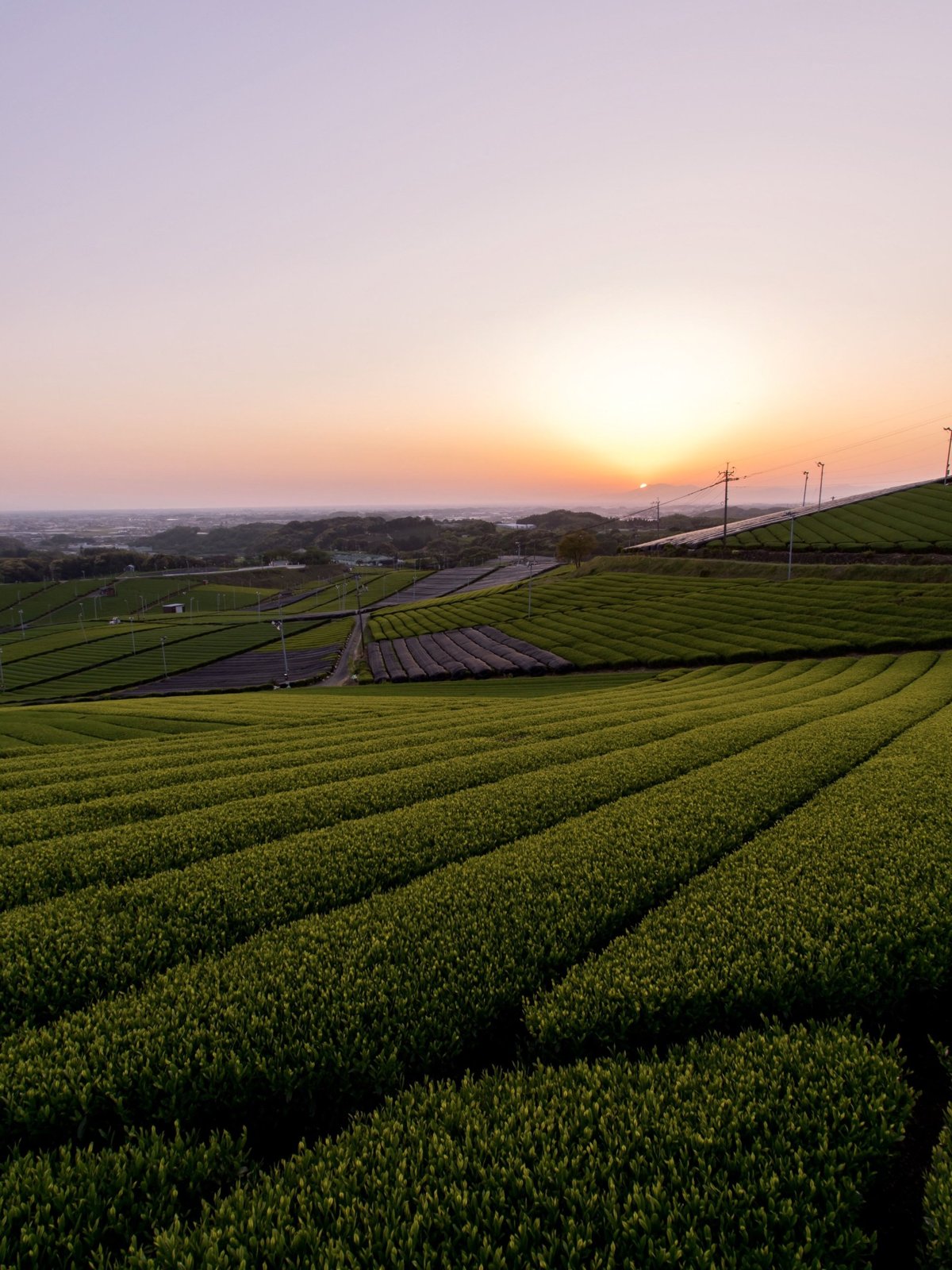 夕日に照らされる牧之原台地の茶畑