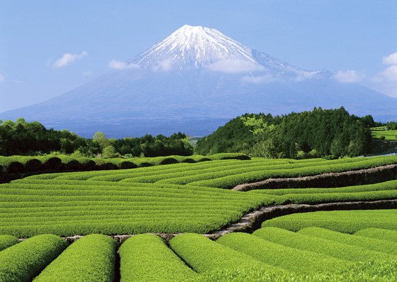 雪をかぶった富士山と手前に広がる茶畑