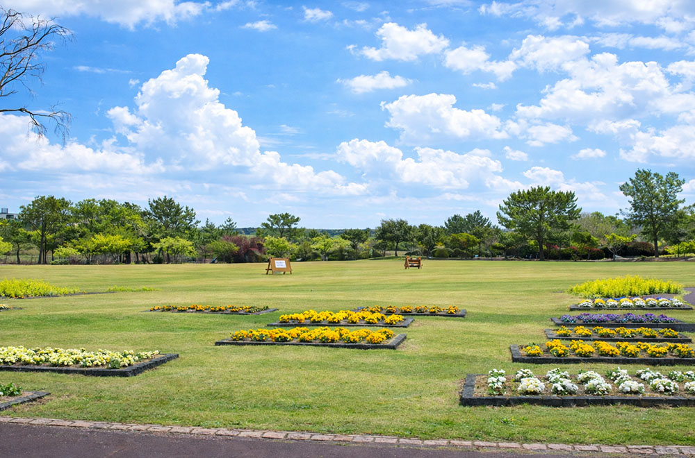 広い芝生の上に並ぶ黄色や白の花壇