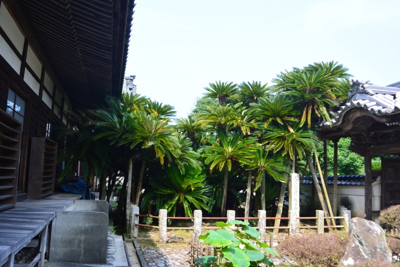 能満寺本堂の縁側の脇に、柵に囲まれて茂る大ソテツ